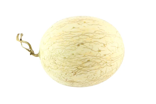Cantaloupe melon oval left head — Stock Photo, Image