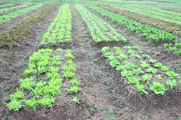 Line of green vegetable farm horizontal view. — Stock Photo, Image