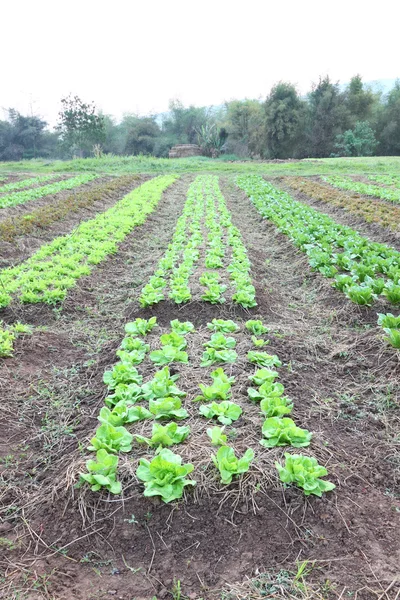 stock image Line of green vegetable farm vertical view.