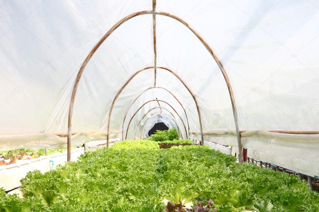 Vegetable in hydroponic farm.