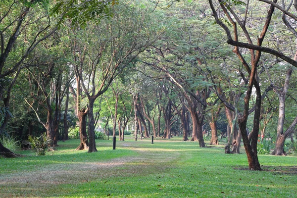 Сельский путь дерева в общественном парке . — стоковое фото