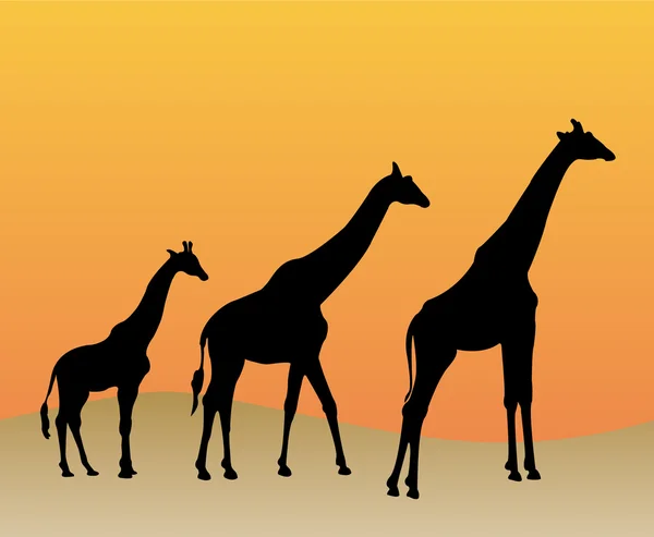 Giraffer siluett — Stock vektor