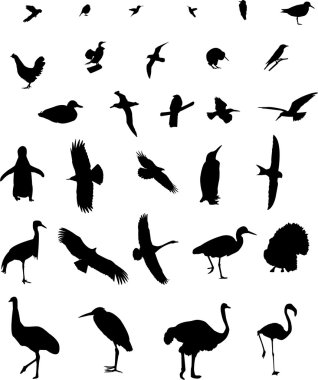 Birds silhouette clipart