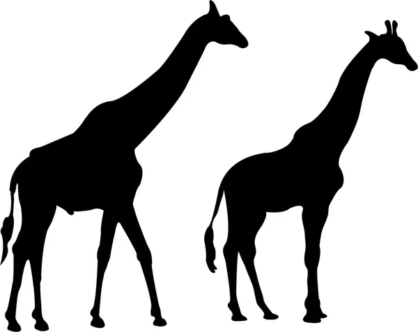 Giraffa — Vettoriale Stock