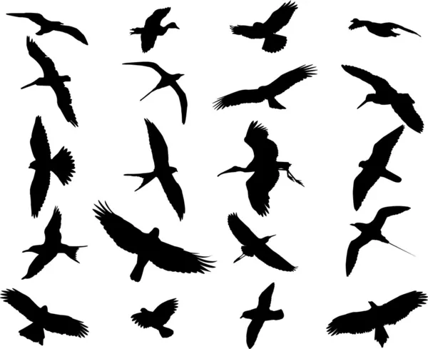 Sylwetka ptaków — Wektor stockowy