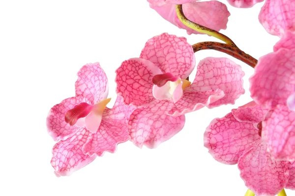 Umělé růžové vanda na bílém pozadí — Stock fotografie