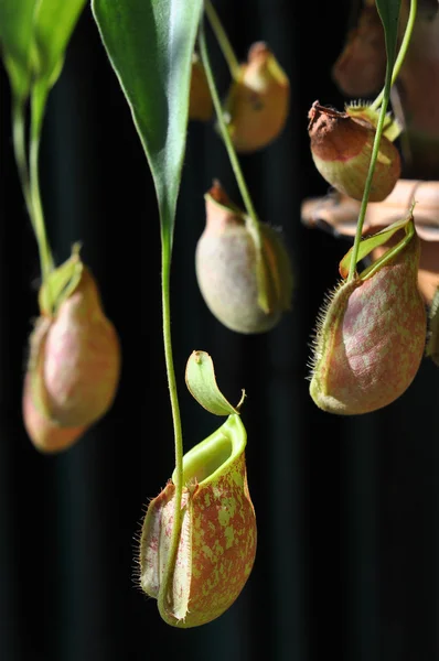 stock image Nepenthes (tropical pitcher plants or monkey cups)