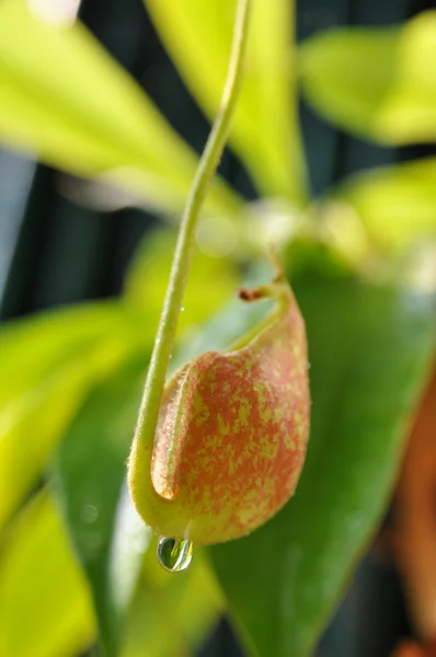 Nepenthes (tropiska Flugtrumpetväxter eller apa koppar) — Stockfoto