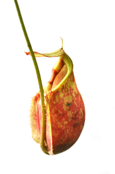 Nepenthes (tropical pitcher plants or monkey cups) on white background