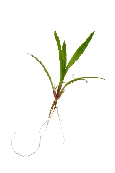 stock image Green glass with roots on white background