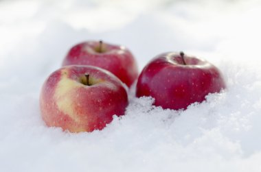 Apple in snow clipart