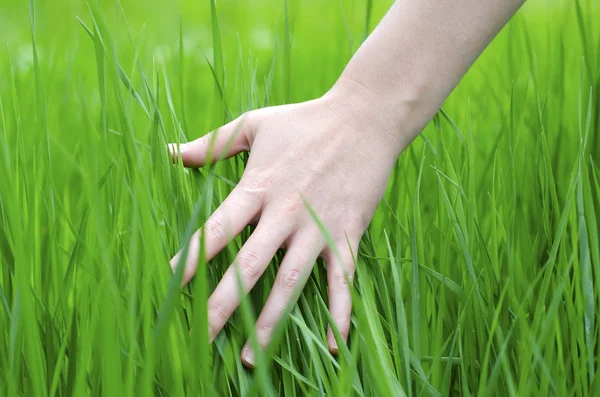 Mão e grama — Fotografia de Stock