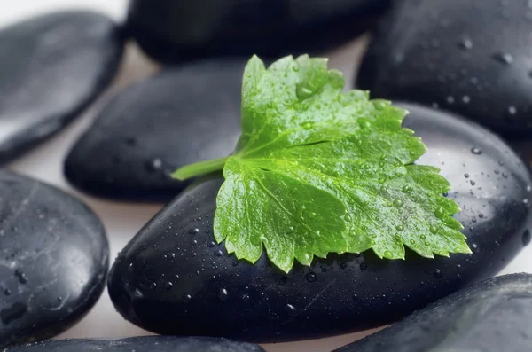 Black stones and green leave — Stock Photo, Image