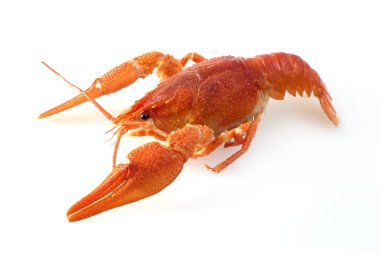 Red boiled crawfish clipart