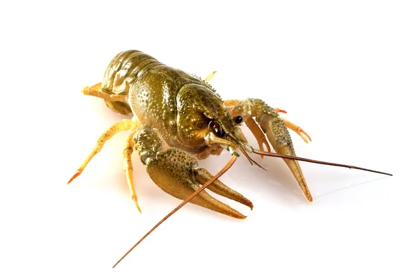 stock image Crayfish isolated on white background