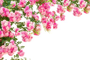 Rose flowers isolated on white background clipart