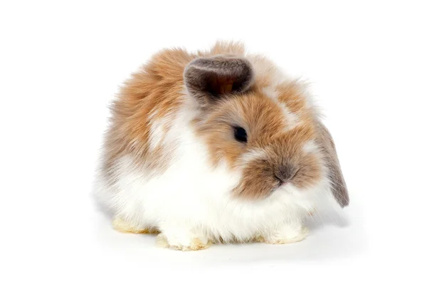 Маленький кролик Лицензионные Стоковые Фото