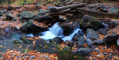 Autumn creek in forest clipart