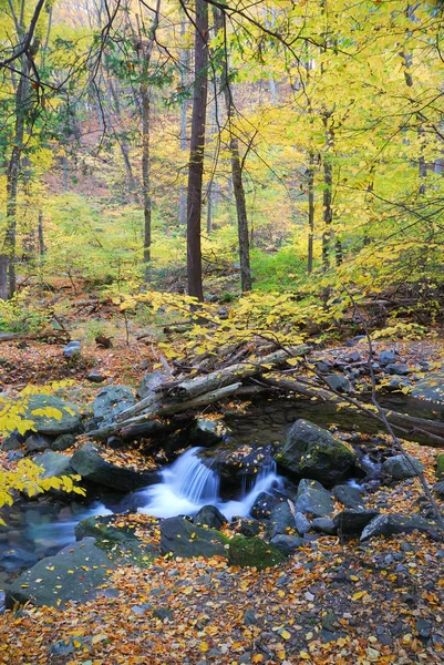 Ruisseau d'automne — Photo