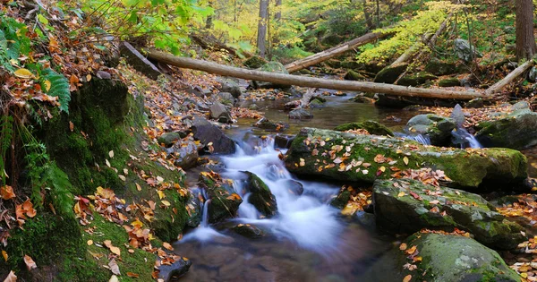 Creek com galhos de árvore — Fotografia de Stock