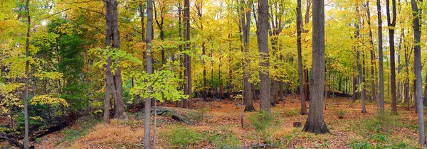 Medve hegyi erdő panoráma — Stock Fotó