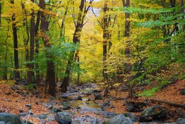 Autumn woods and creek clipart