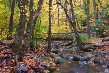 Autumn wood bridge in yellow maple forest clipart