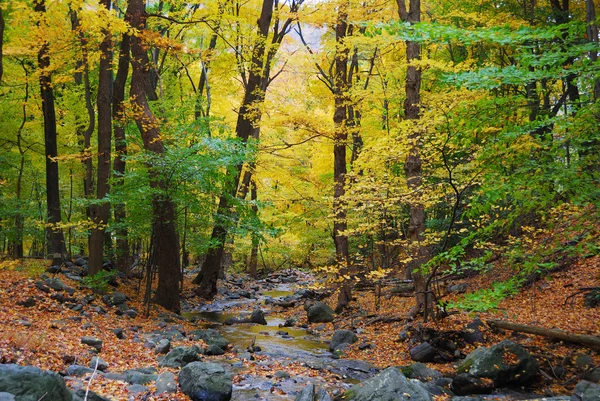 Florestas de outono e riacho — Fotografia de Stock