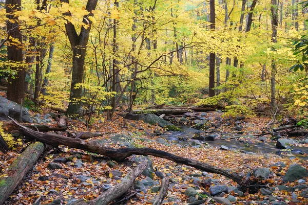 Žlutá podzimní stromy — Stock fotografie