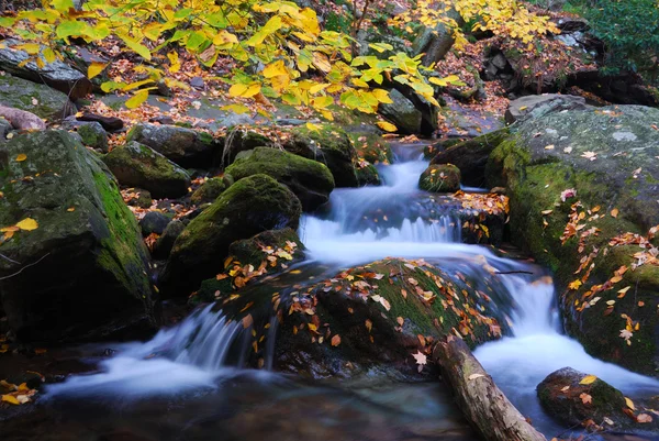 秋の森のクリークのクローズ アップ — ストック写真