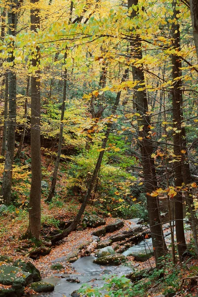 Осенние леса с желтыми кленовыми деревьями и ручьями — стоковое фото
