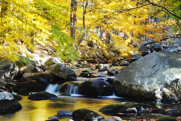 Ruisseau en montagne forestière — Photo