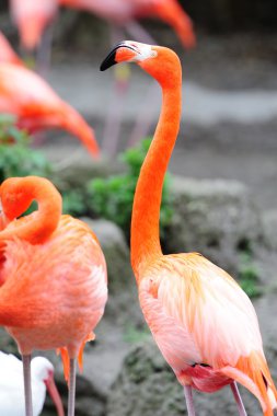 Flamingo in Miami zoo clipart