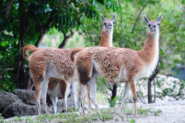 Guanaco clipart