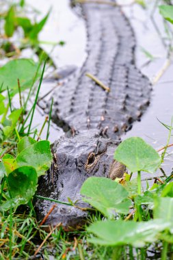 Alligator closeup in wild clipart