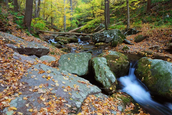 Jesień creek w lesie — Zdjęcie stockowe