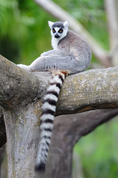 stock image Lemur