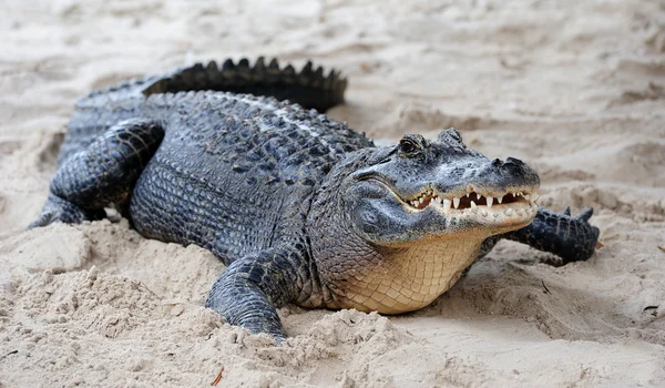 Крупный план аллигатора на песке — стоковое фото