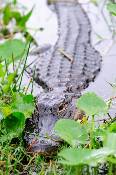 Aligator primer plano en la naturaleza —  Fotos de Stock