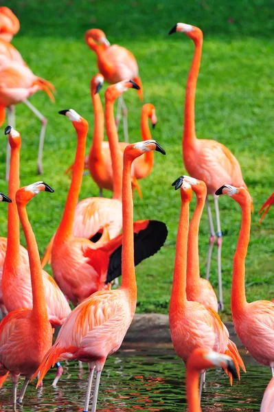 Flamingo Miami állatkertben — Stock Fotó
