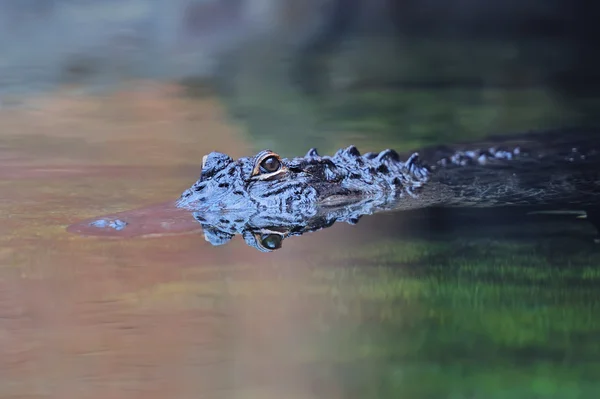 Alligator swim — Stock Photo, Image