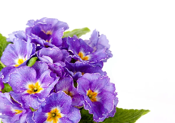 Violet Flower — Stock Photo, Image