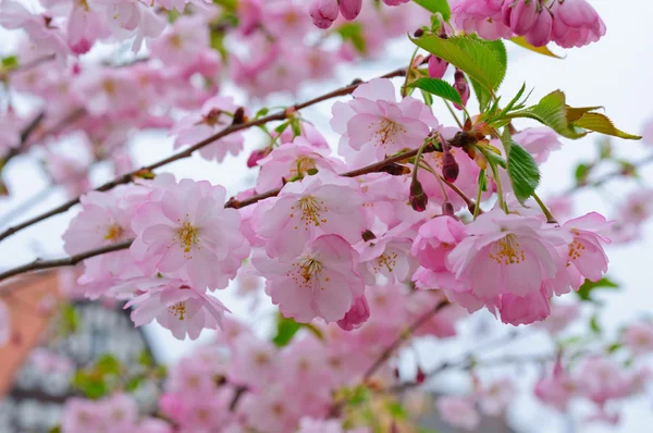 stock image Cherry blossoms and a european town