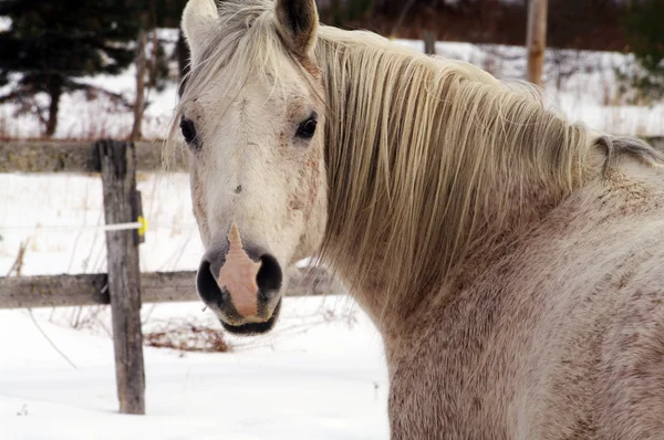 Horse Grey full face — Stock Photo, Image