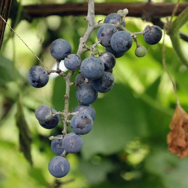 Куча винограда на фоне зеленых листьев — стоковое фото