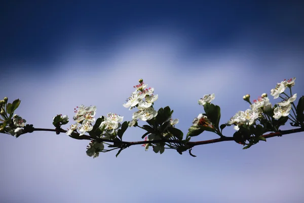 Květu ovocných stromů — Stock fotografie