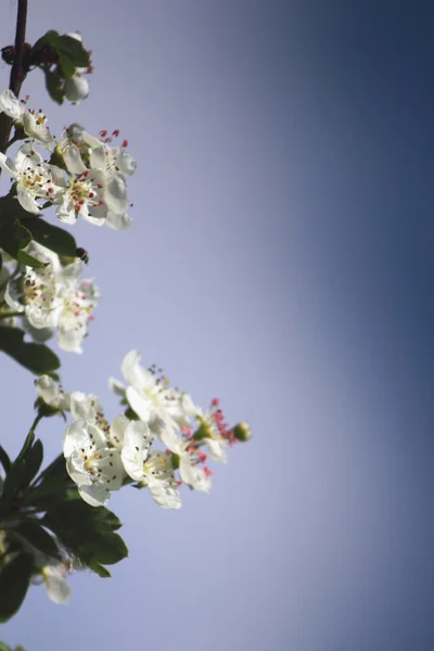 Blossom av fruktträd — Stockfoto