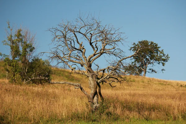 Samotne drzewo w czasie jesieni. — Zdjęcie stockowe