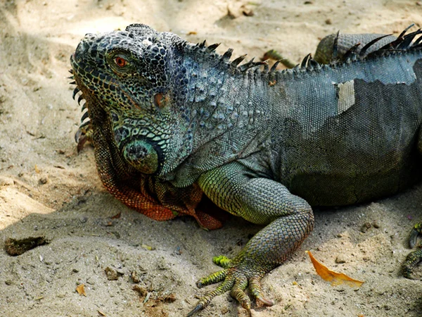 stock image Iguana sunbathing