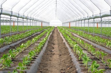 Organic farming, paprika in greenhouse clipart